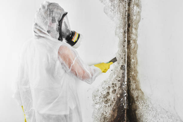 Best Toxic Mold Removal  in Norridge, IL