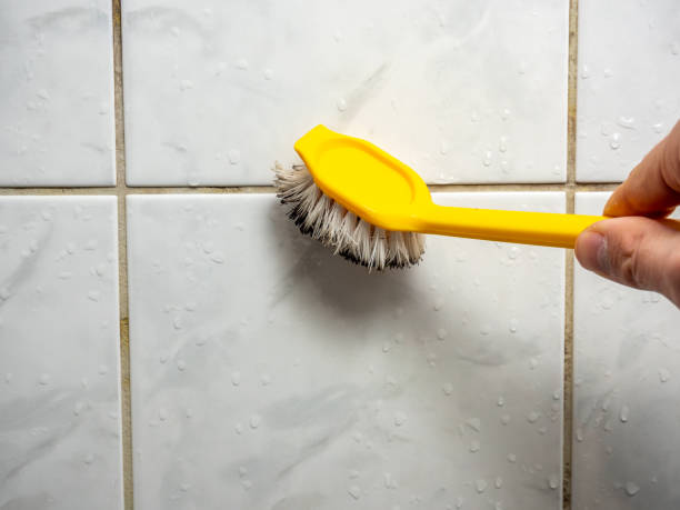 Certified Mold Removal in Norridge, IL