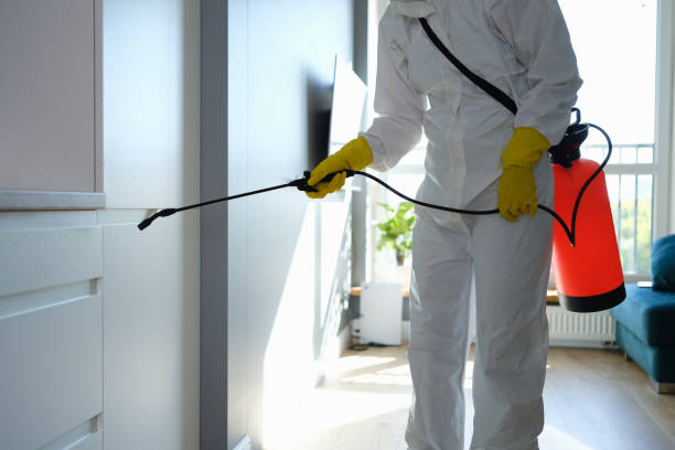 Best Residential Mold Removal  in Norridge, IL