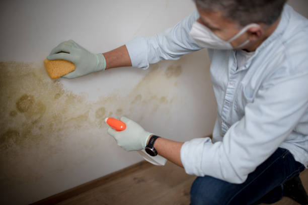 Mold Removal Process in Norridge, IL