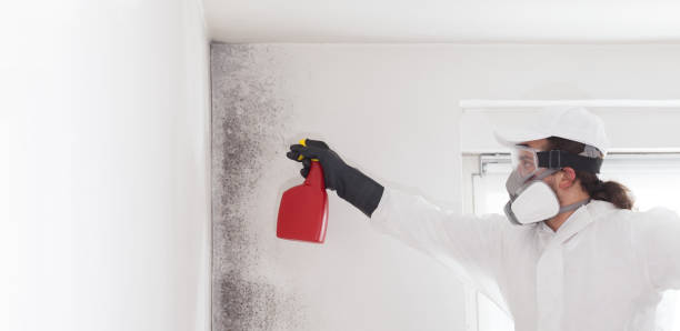 Mold Removal and Inspection in Norridge, IL